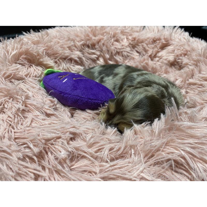 販売中の岐阜県のミニチュアダックスフンド(ロングヘアード)-429421の6枚目