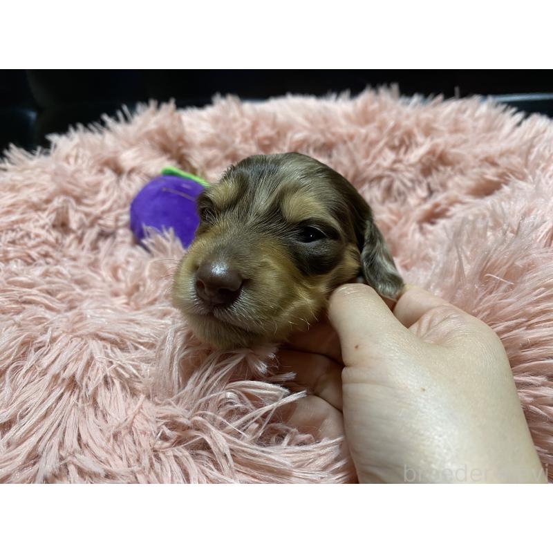 販売中の岐阜県のミニチュアダックスフンド(ロングヘアード)-429421の5枚目