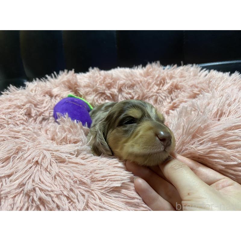 販売中の岐阜県のミニチュアダックスフンド(ロングヘアード)-429421の4枚目