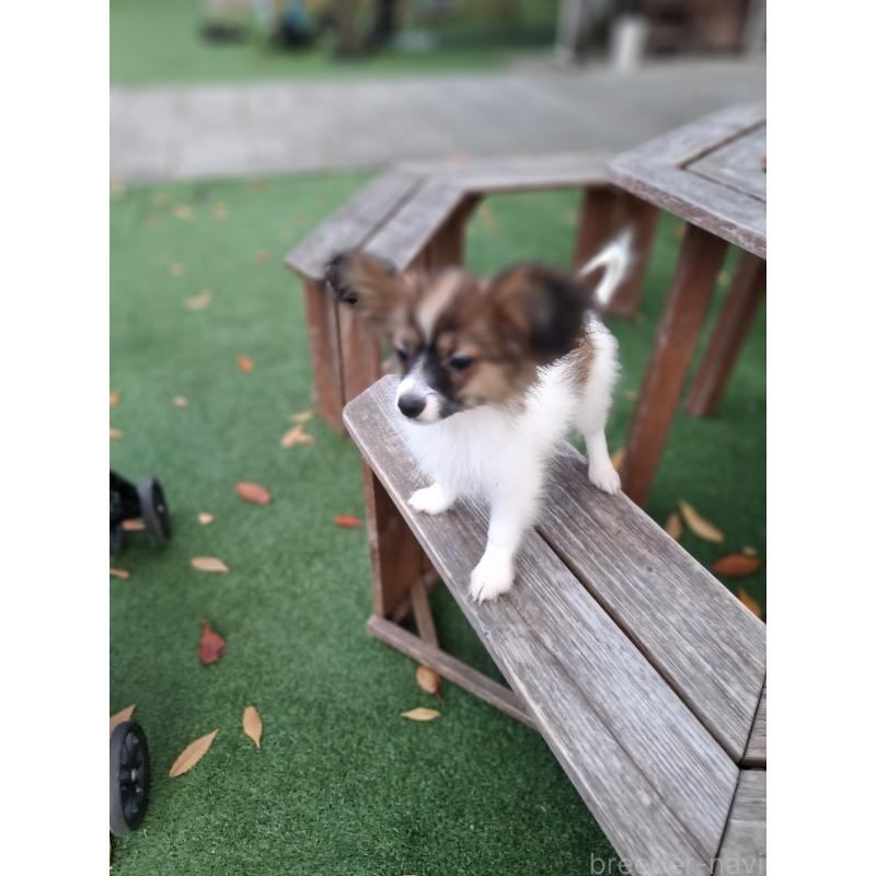 販売中の愛媛県のパピヨン-412094の5枚目