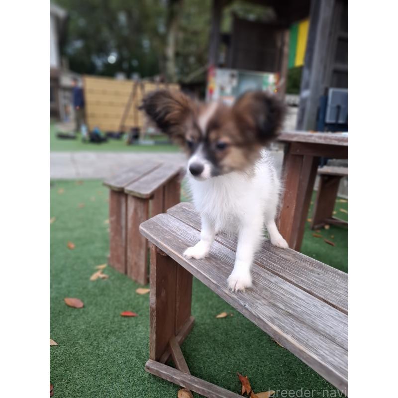 販売中の愛媛県のパピヨン-412094の4枚目