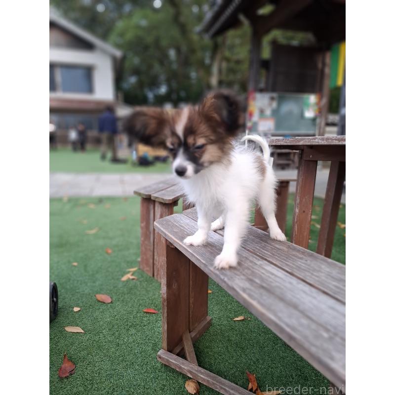 販売中の愛媛県のパピヨン-412094の3枚目