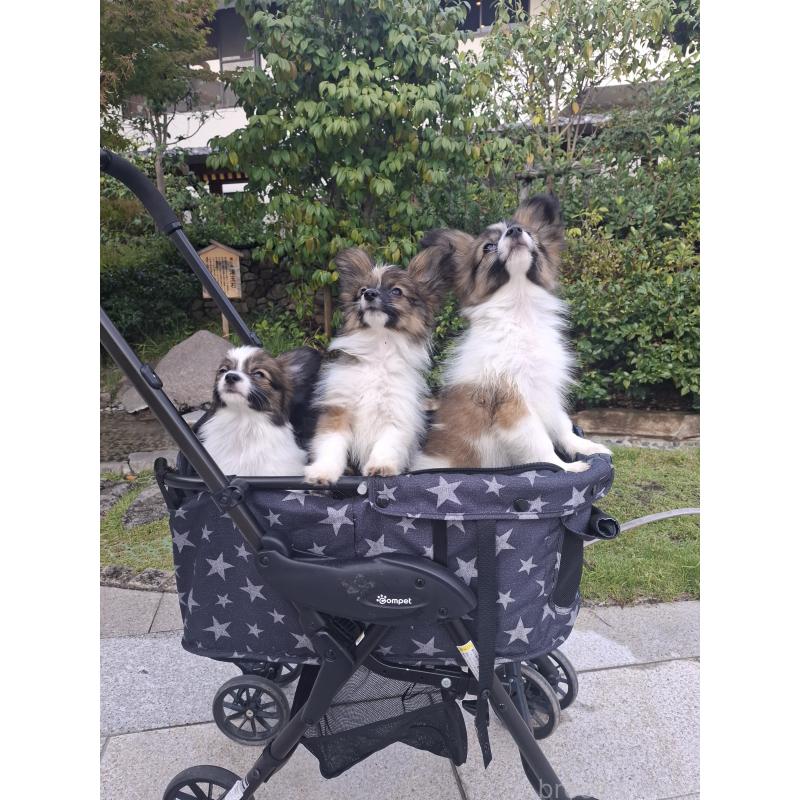 販売中の愛媛県のパピヨン-412094の2枚目