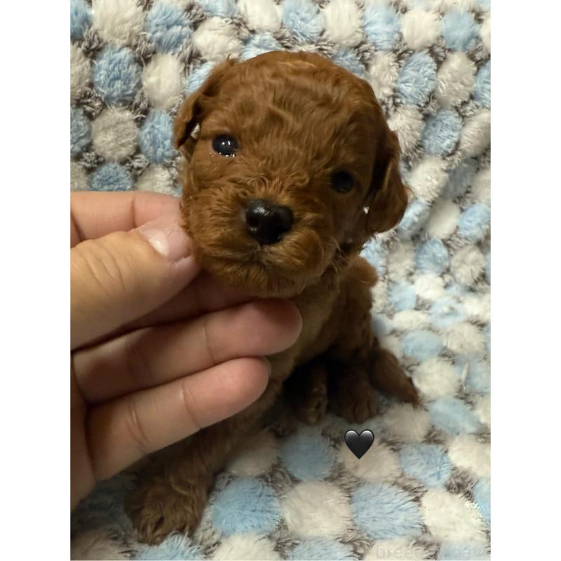 販売中の愛知県のトイプードル-429419の1枚目