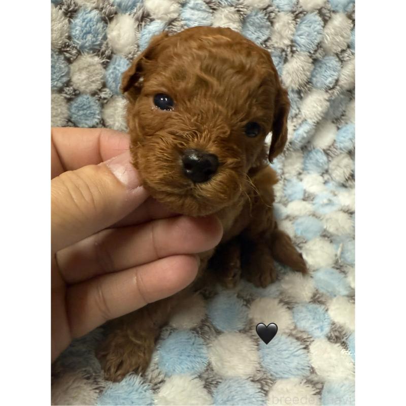 販売中の愛知県のトイプードル-429419の3枚目