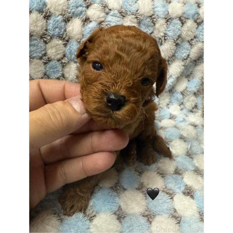 販売中の愛知県のトイプードル-429419の2枚目