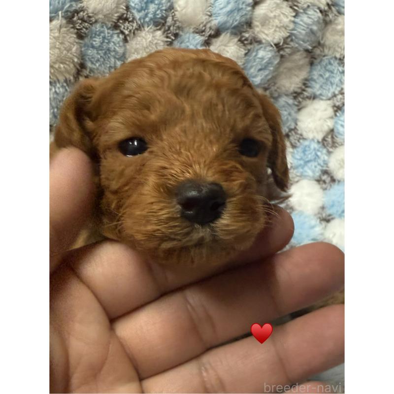 販売中の愛知県のトイプードル-429420の1枚目