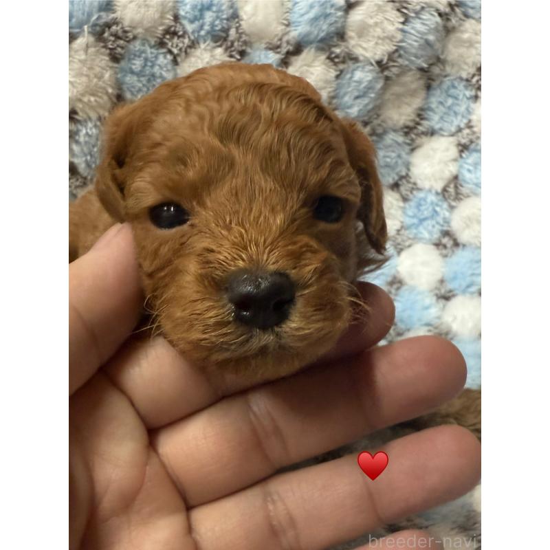 販売中の愛知県のトイプードル-429420の4枚目