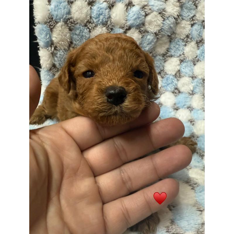 販売中の愛知県のトイプードル-429420の3枚目