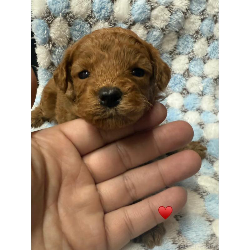 販売中の愛知県のトイプードル-429420の2枚目