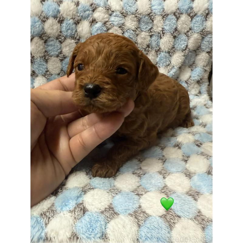 販売中の愛知県のトイプードル-429422