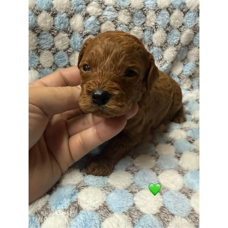 販売中の愛知県のトイプードル-429422の5枚目