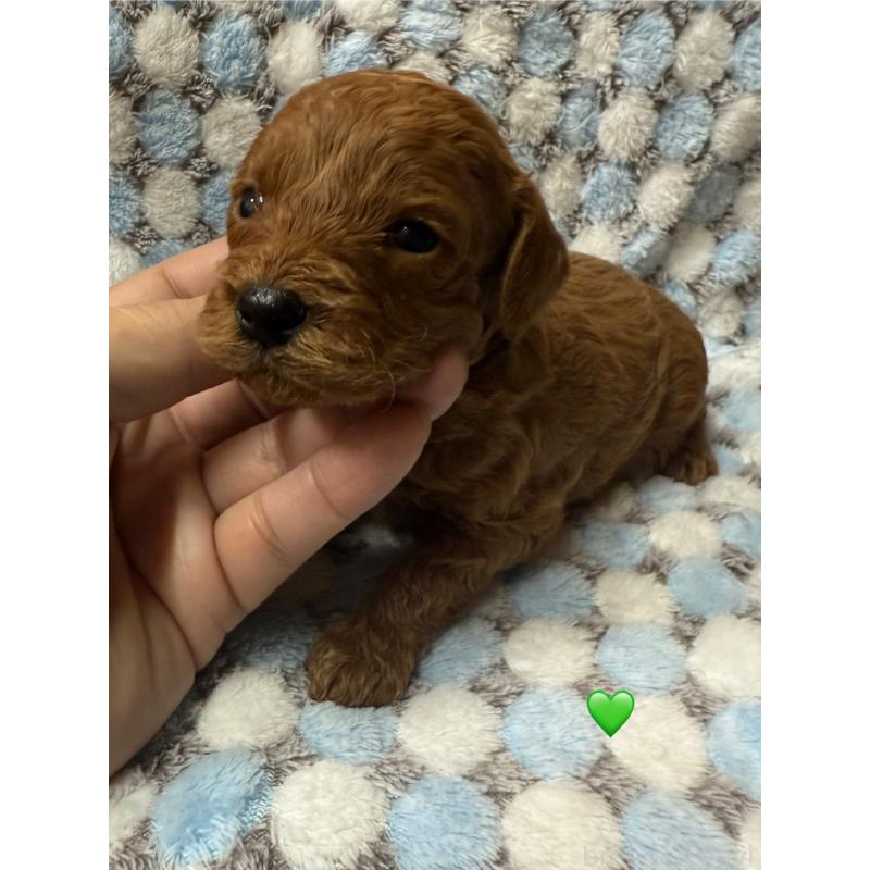 販売中の愛知県のトイプードル-429422の4枚目