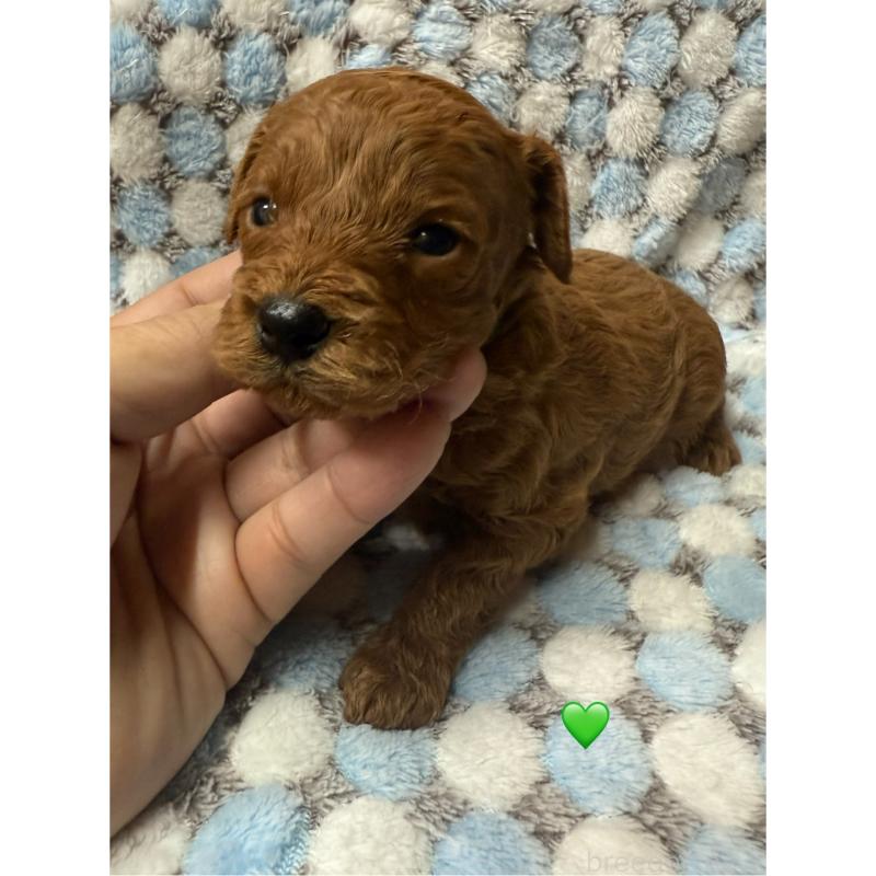 販売中の愛知県のトイプードル-429422の3枚目