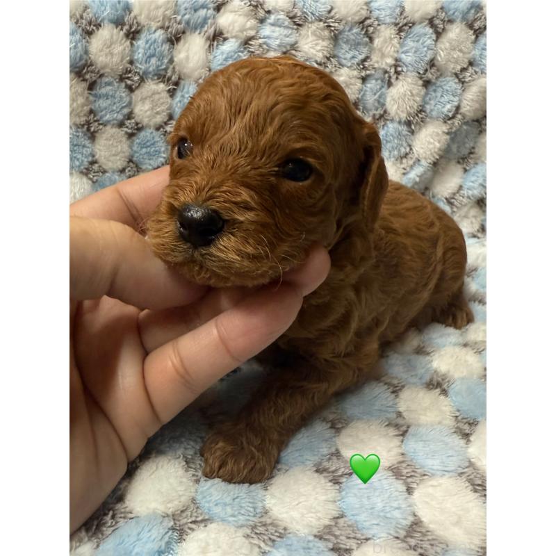 販売中の愛知県のトイプードル-429422の2枚目