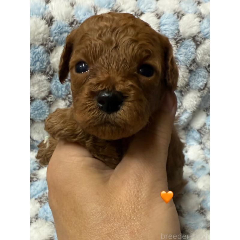 販売中の愛知県のトイプードル-429423