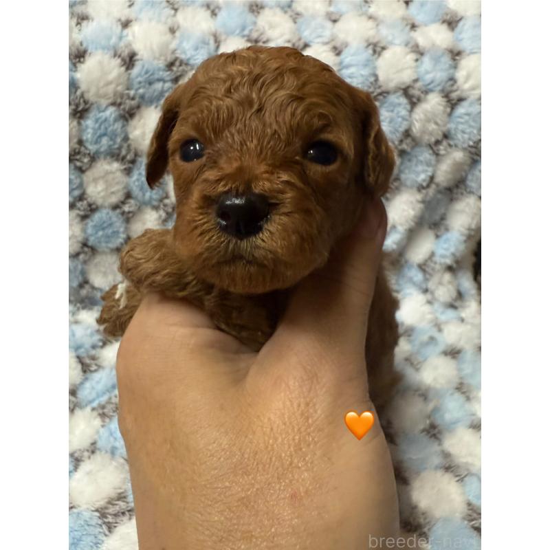 販売中の愛知県のトイプードル-429423の4枚目