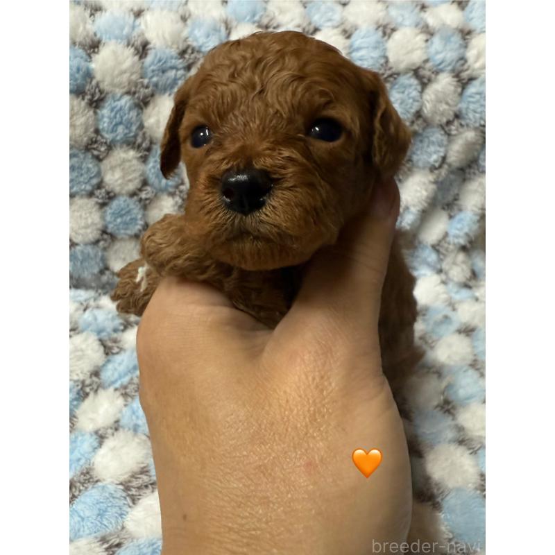 販売中の愛知県のトイプードル-429423の3枚目