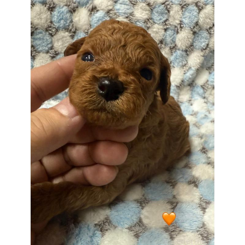 販売中の愛知県のトイプードル-429423の2枚目