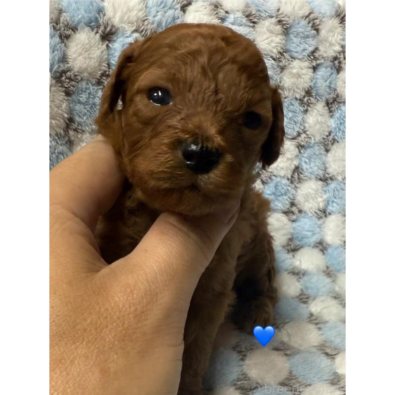 販売中の愛知県のトイプードル-429424