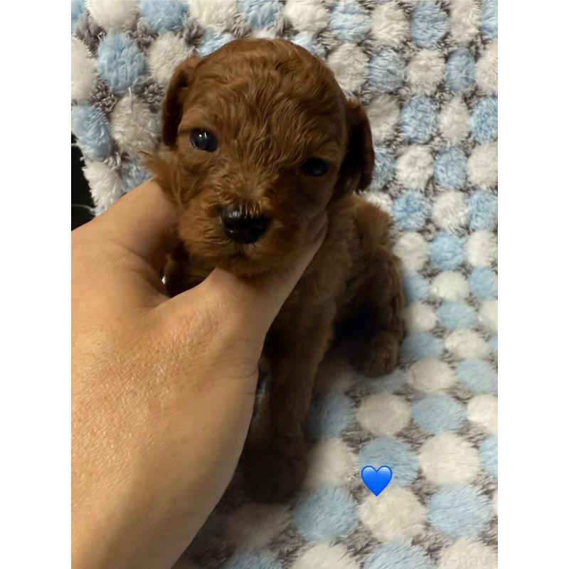 販売中の愛知県のトイプードル-429424の3枚目