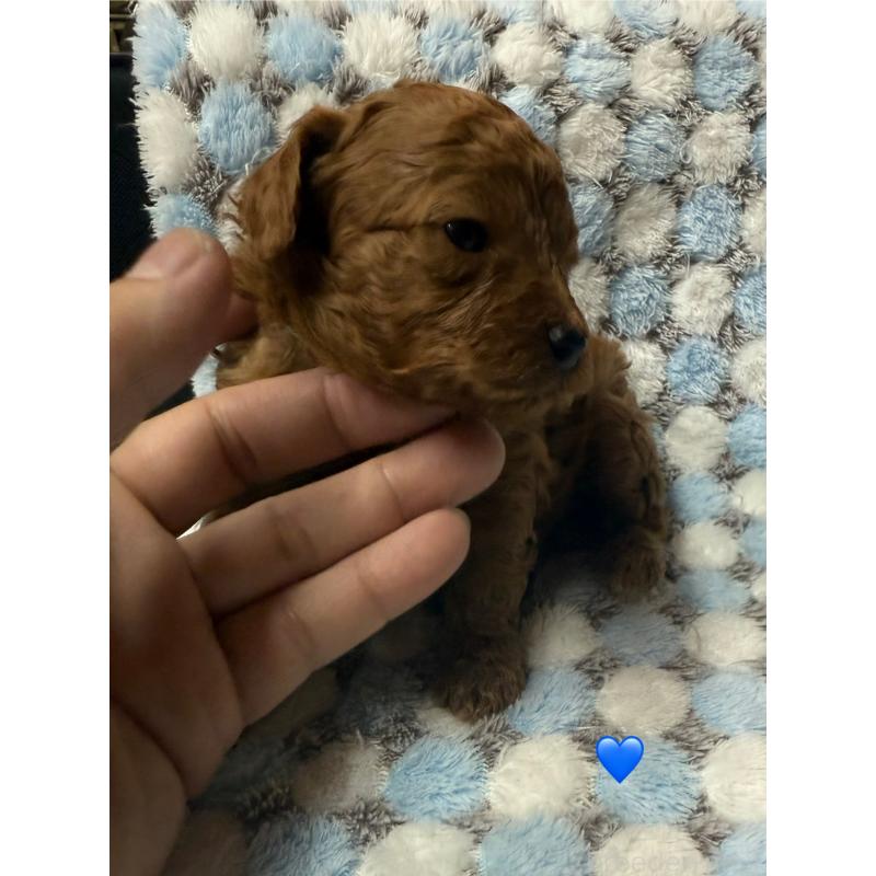 販売中の愛知県のトイプードル-429424の2枚目