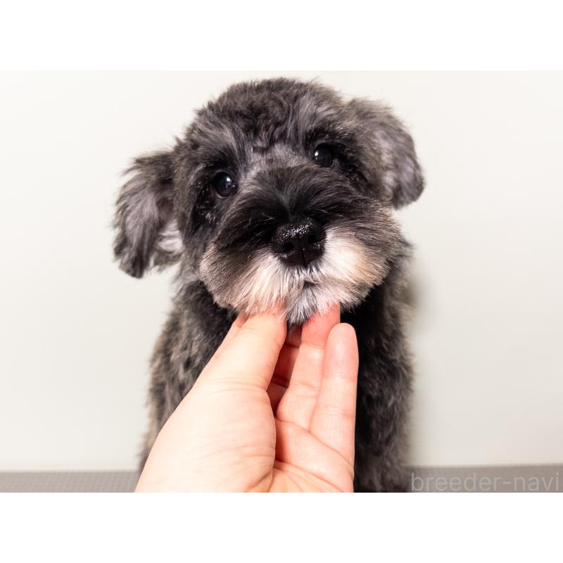 販売中の神奈川県のミニチュアシュナウザー-413943の3枚目