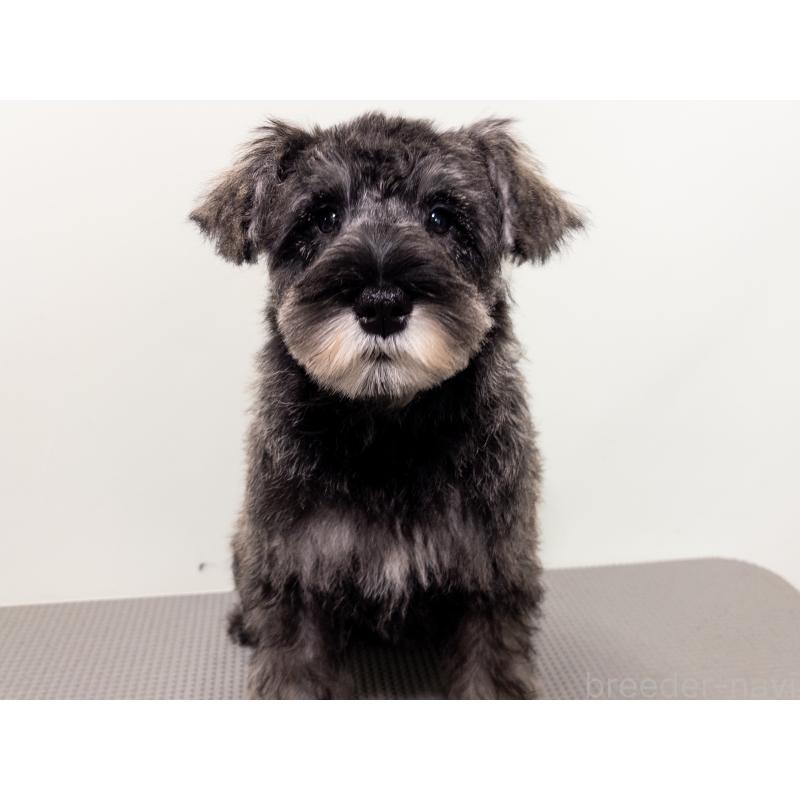 販売中の神奈川県のミニチュアシュナウザー-413943の2枚目