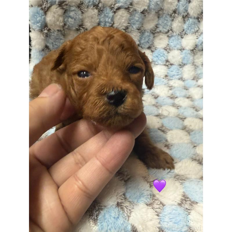 販売中の愛知県のトイプードル-429425