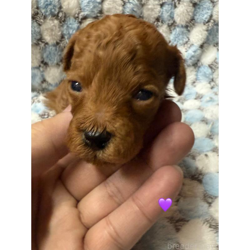 販売中の愛知県のトイプードル-429425の4枚目