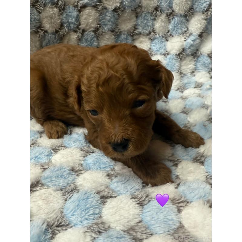 販売中の愛知県のトイプードル-429425の3枚目