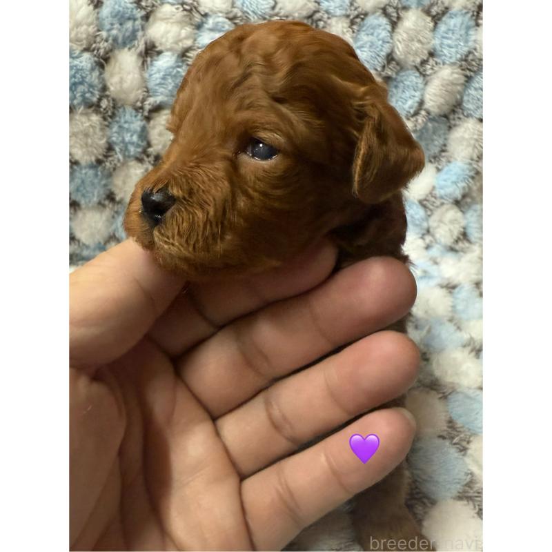 販売中の愛知県のトイプードル-429425の2枚目