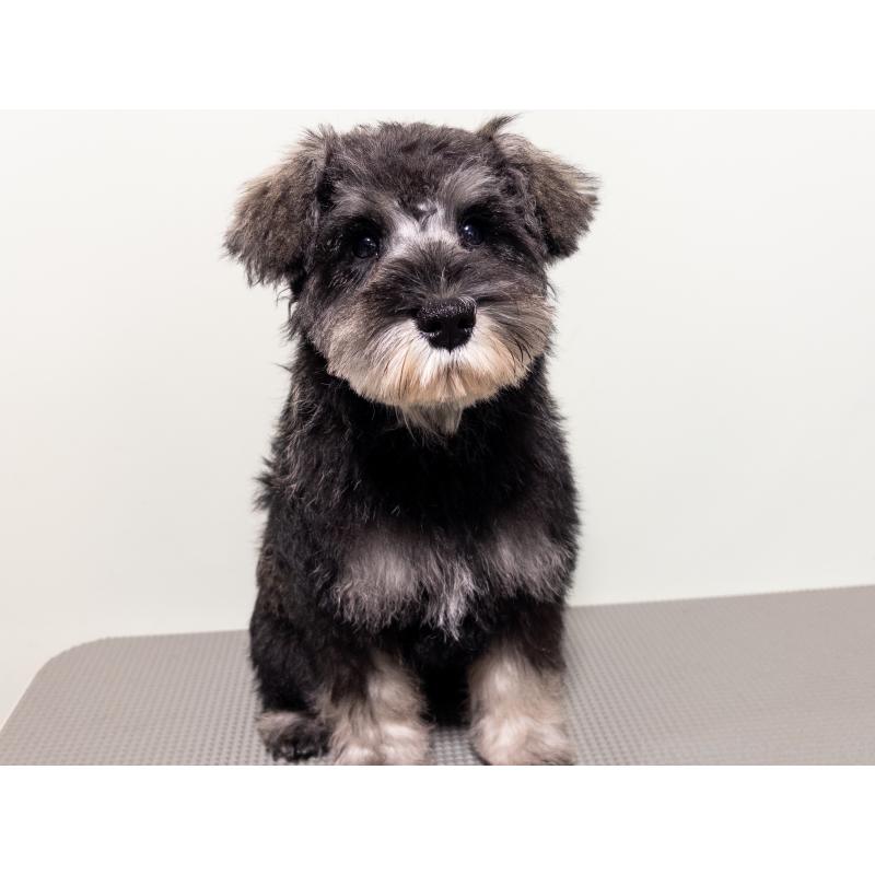 成約済の神奈川県のミニチュアシュナウザー-413944の3枚目