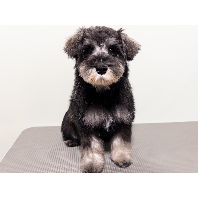 成約済の神奈川県のミニチュアシュナウザー-413944の2枚目