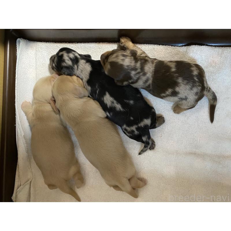 販売中の岐阜県のミニチュアダックスフンド(ロングヘアード)-429426の5枚目