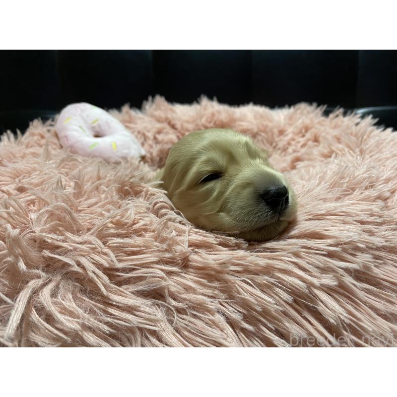 販売中の岐阜県のミニチュアダックスフンド(ロングヘアード)-429427の5枚目