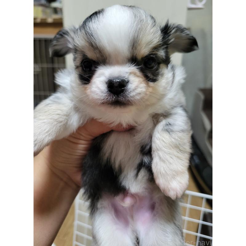 販売中の千葉県のチワワ(ロングコート)-424176の16枚目