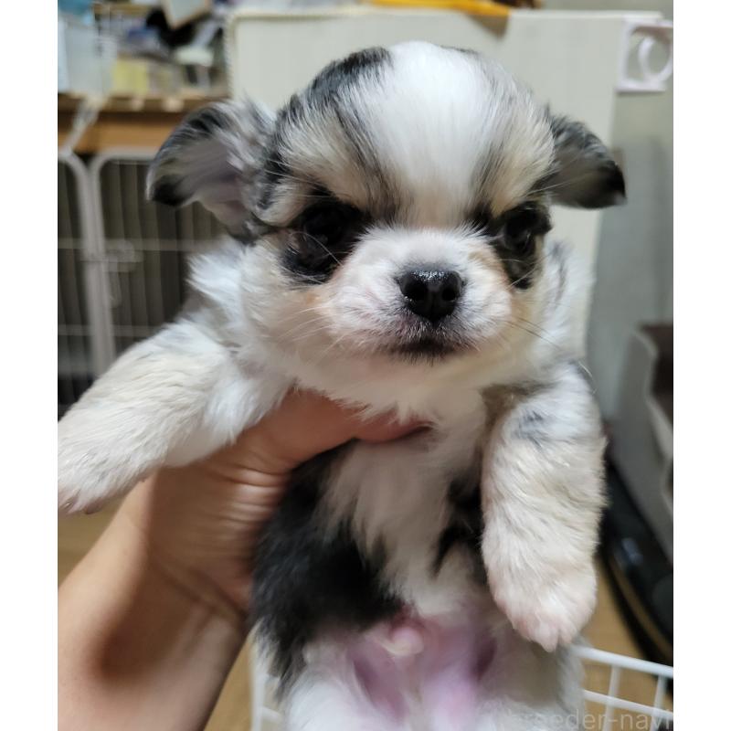 販売中の千葉県のチワワ(ロングコート)-424176の15枚目