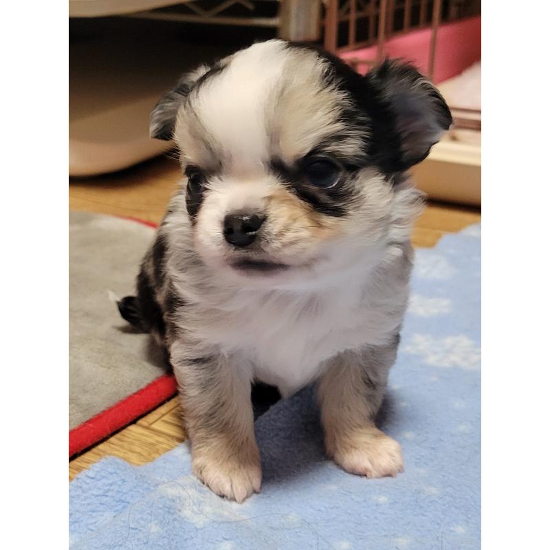 販売中の千葉県のチワワ(ロングコート)-424176の14枚目