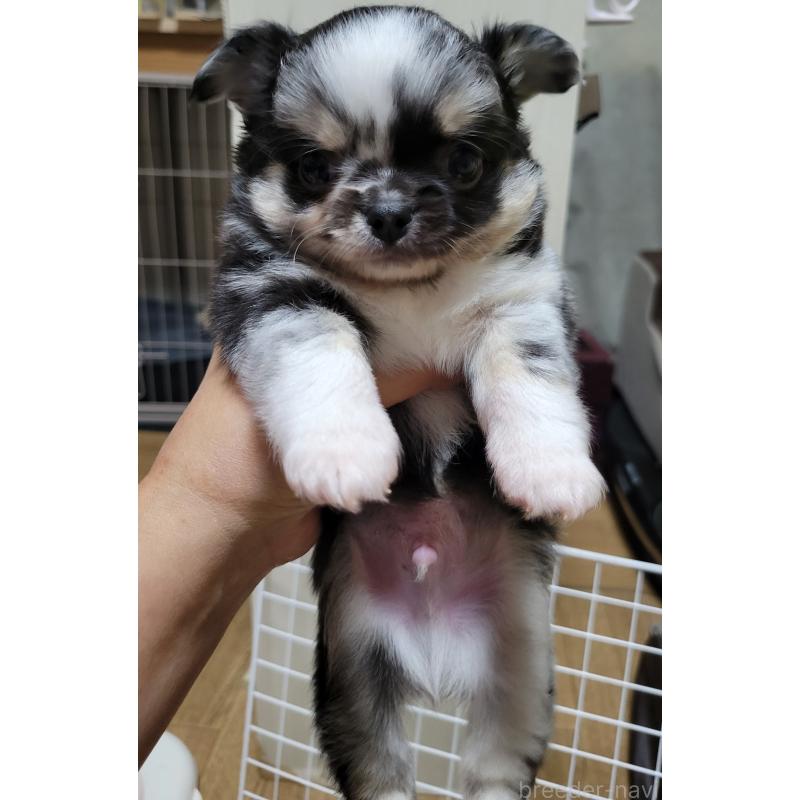 販売中の千葉県のチワワ(ロングコート)-424177の13枚目