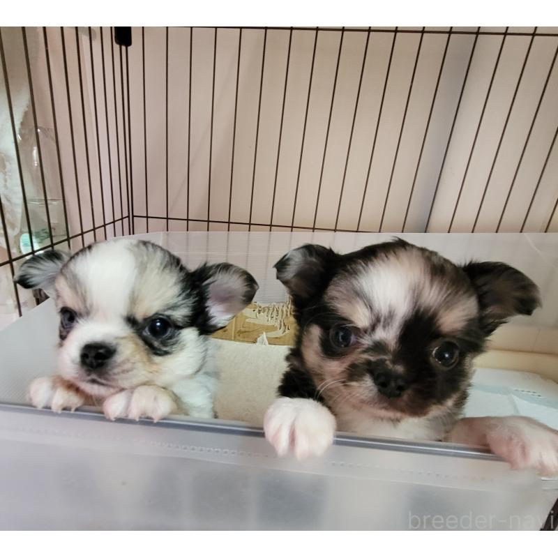 販売中の千葉県のチワワ(ロングコート)-424177の12枚目