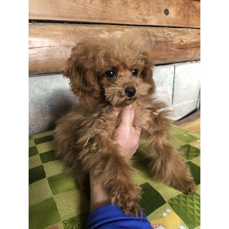 成約済の兵庫県のトイプードル-413440の13枚目