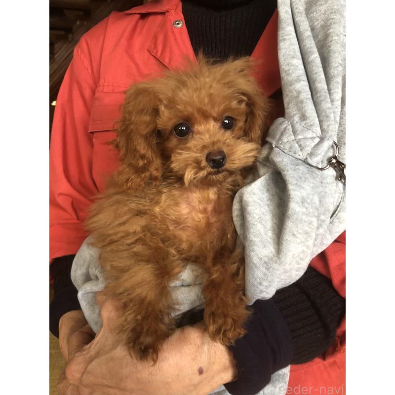 成約済の兵庫県のトイプードル-413440の12枚目