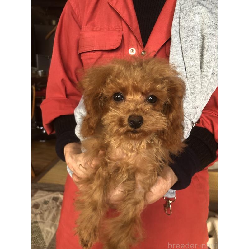 販売中の兵庫県のトイプードル-413440