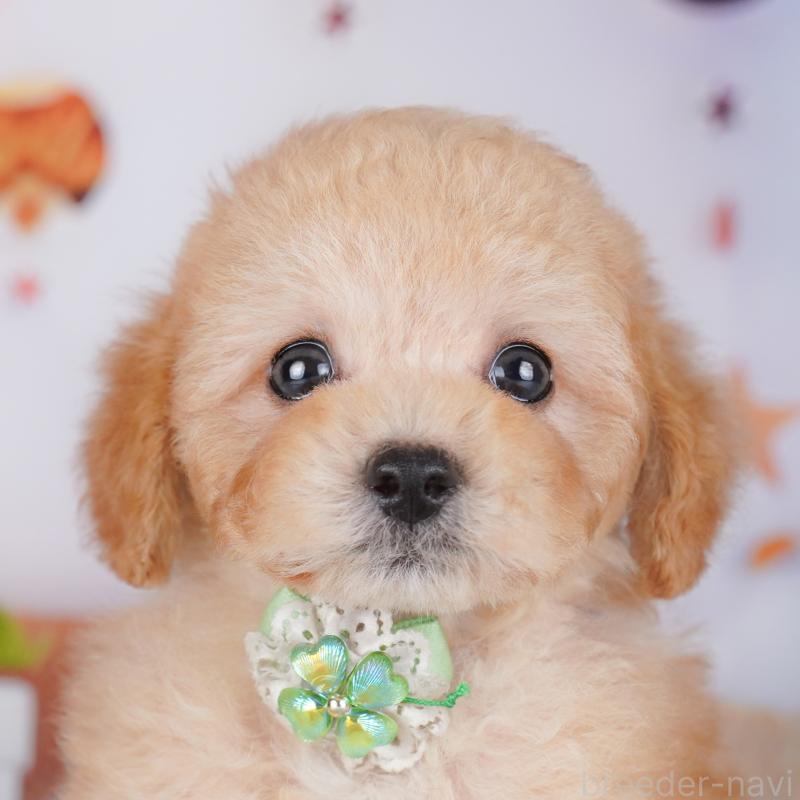 販売中の神奈川県のトイプードル-429440の1枚目