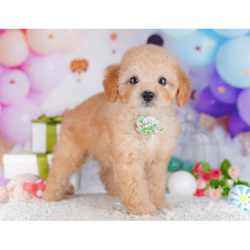 販売中の神奈川県のトイプードル-429440の17枚目