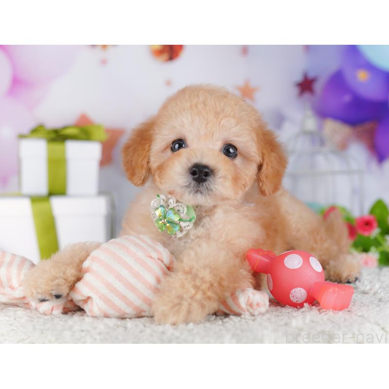 販売中の神奈川県のトイプードル-429440の16枚目