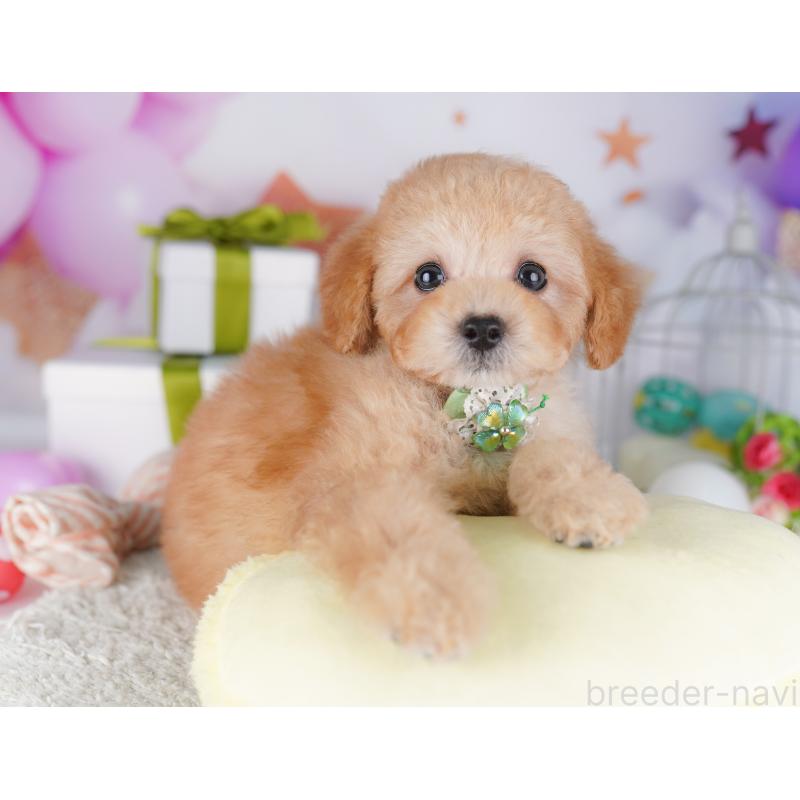 販売中の神奈川県のトイプードル-429440の15枚目