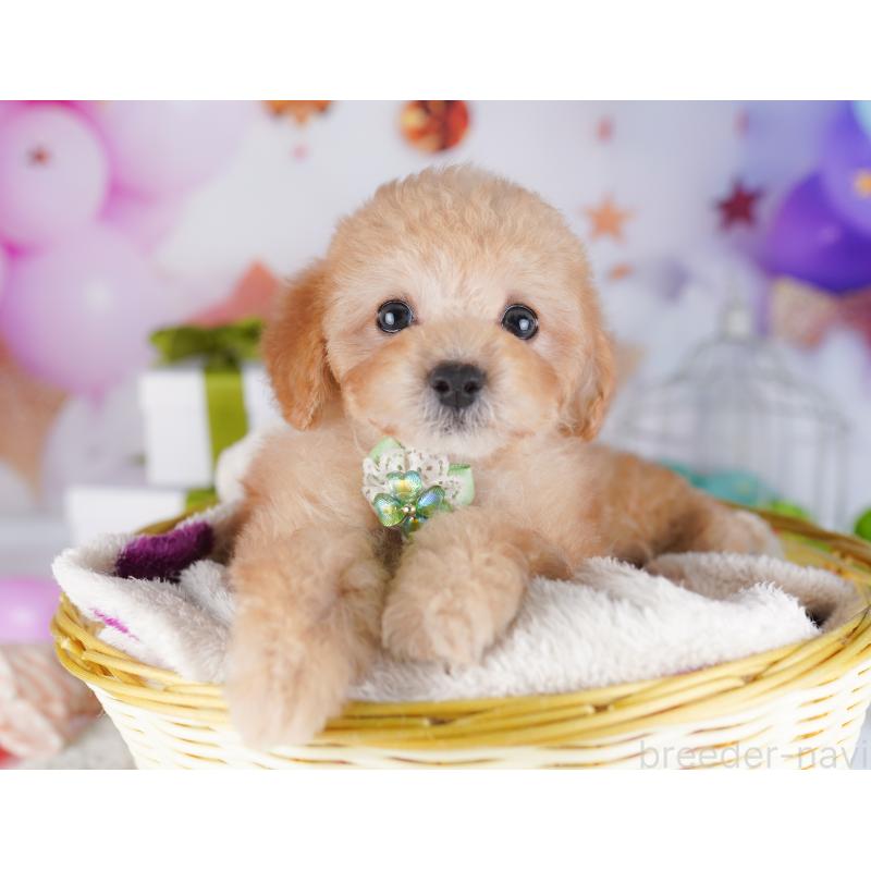 販売中の神奈川県のトイプードル-429440の14枚目