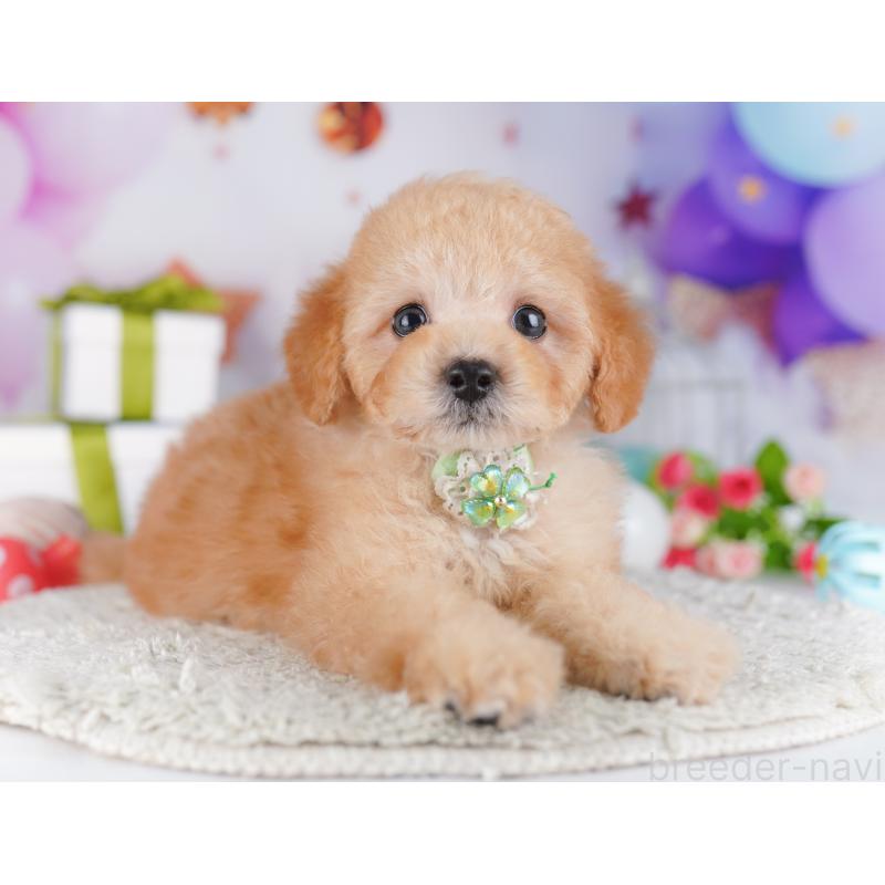 販売中の神奈川県のトイプードル-429440の13枚目